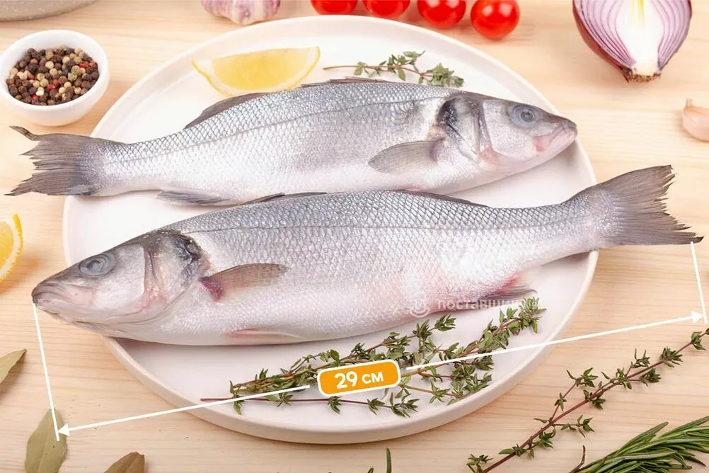 рыба сибас размеры